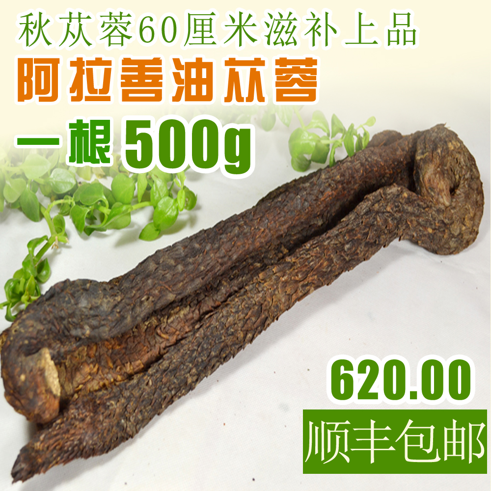 粗货内蒙古阿拉善野生油苁蓉 秋肉苁蓉60cm左右500g软货 ￥620.