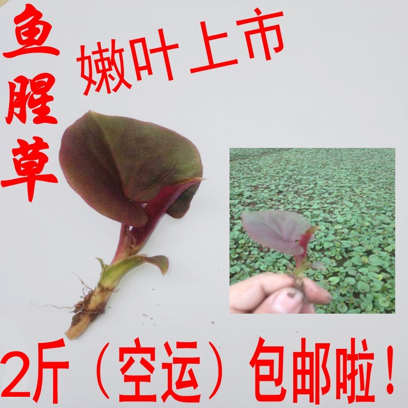 四川特产新鲜鱼腥草叶子蔬菜凉拌菜下饭菜嫩根折耳根野生侧耳根