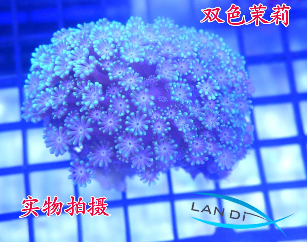 my pet茉莉珊瑚双色茉莉海水生物观赏珊瑚活体lsp热带鱼软体