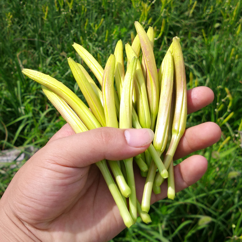 【天天特价】黄花菜干货 农家特级无硫金针菜邵东土特产250g包邮