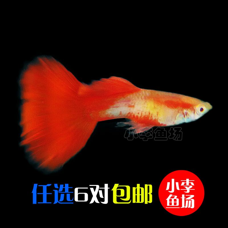 小型热带观赏鱼孔雀鱼活体 全红红扇冰蓝大耳朵象牙白
