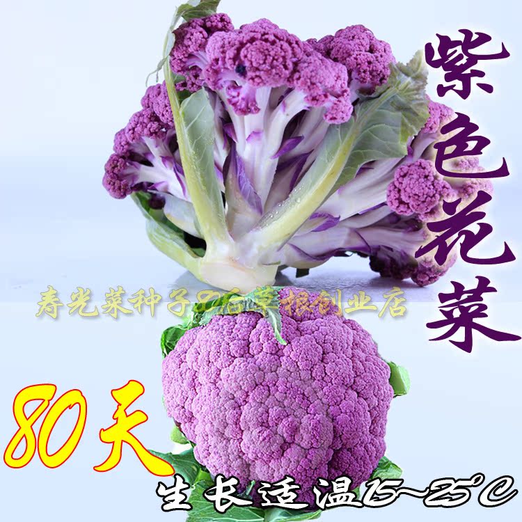 芦笋种子 四季阳台蔬菜 美国进口uc800 免邮蔬菜种子种子盆栽