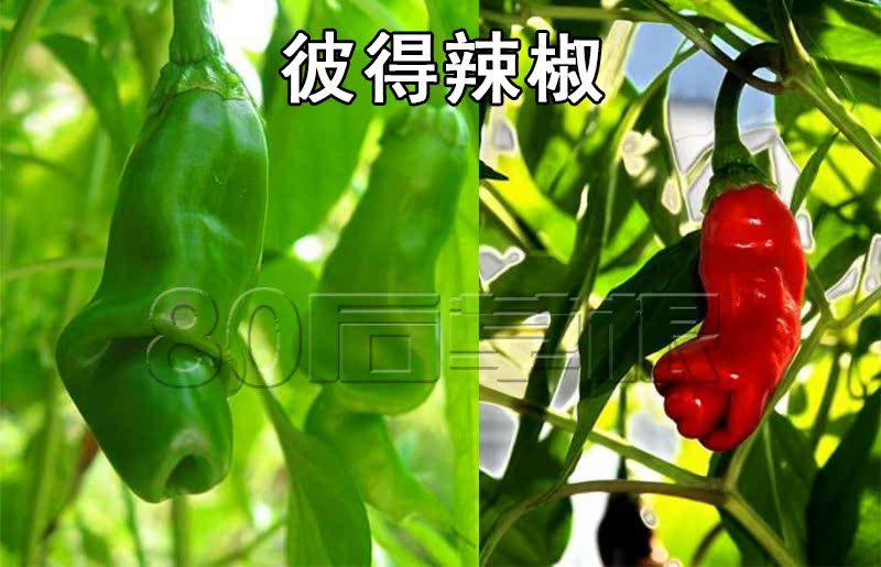 彼得辣椒种子 盆栽植物室内 四 多年生魔鬼辣椒种子超辣 菜种子