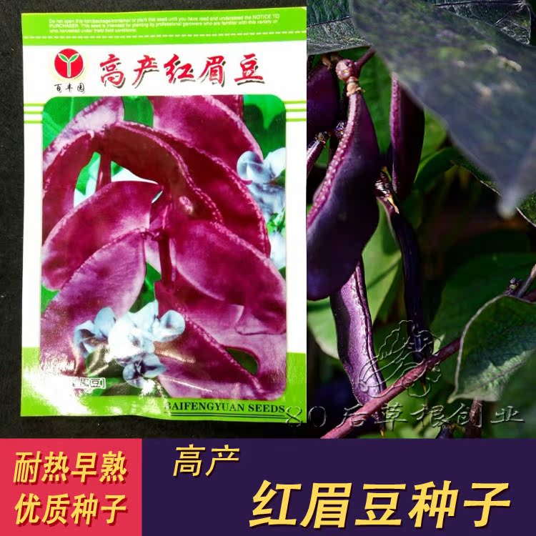 寿光猪耳朵眉豆扁豆种子包邮春播种子豆角菜豆芸豆四季豆豇豆菜籽