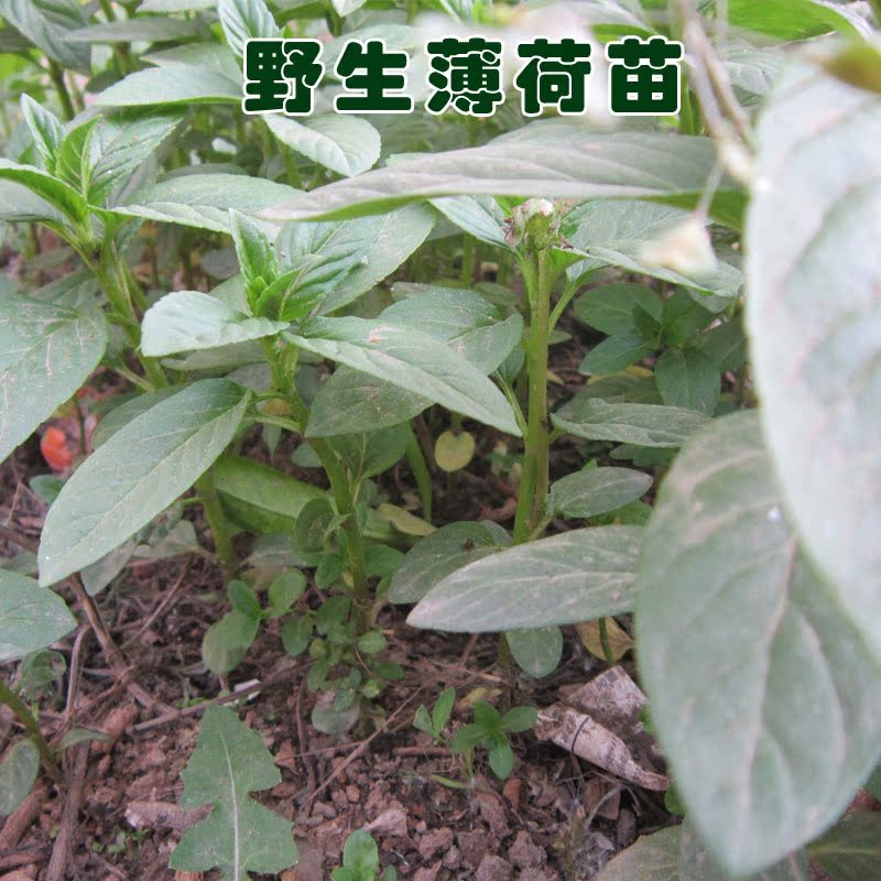 野生薄荷苗 食用 不含盆连根带土现挖可种 2元一棵 满
