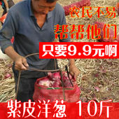 蔬菜农家 沙拉蔬菜 红皮紫皮洋葱 10斤 新鲜蔬菜 包邮 新鲜洋葱