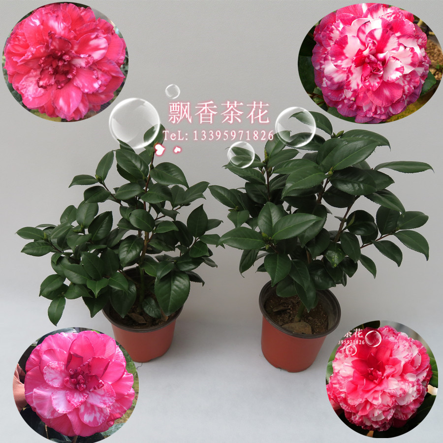 茶花珍贵品种-花贝拉-青叶贝拉带花苞苗-花色艳丽年宵图片