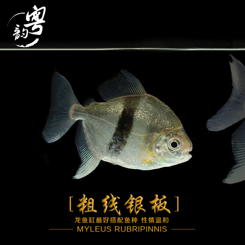 黑桃a粗线熊猫细线红勾丁银板鱼金龙鱼红龙鱼活体鱼苗搭配鱼包邮