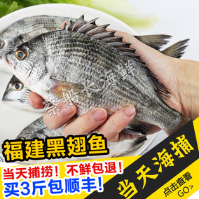 海钓2斤装黑翅鱼黑鲷鱼东山品特产1000g3-6条淼叔严选喵鲜生