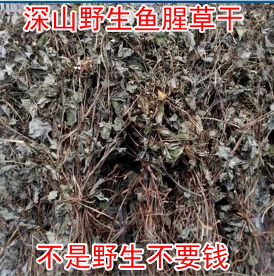 屏南高山野生鱼腥草 凉茶鱼腥草茶 折耳根鱼腥干货新鲜250克特价