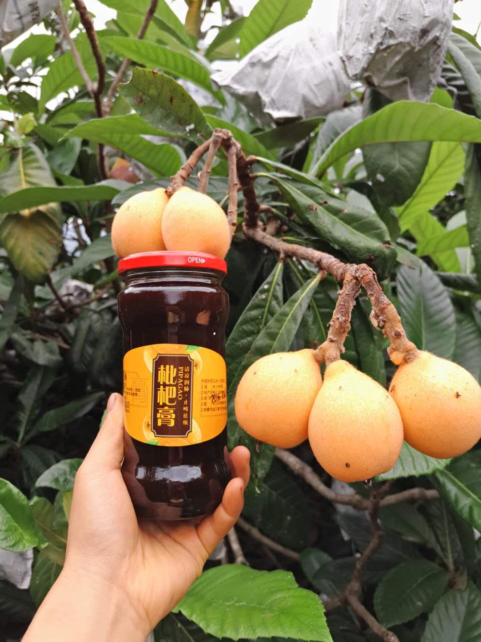 云霄川贝枇杷膏农家特产自制500g清送枇杷花无添加