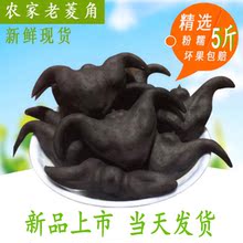 包邮 5斤 洪湖新鲜菱角农家野生黑壳老菱角乌菱两角菱角果蔬菜水栗