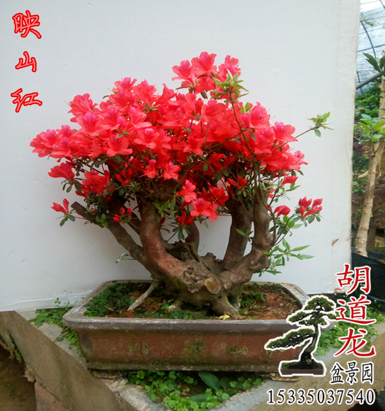 实物高山杜鹃映山红室内盆景 庭院植物 盆景树桩 老桩