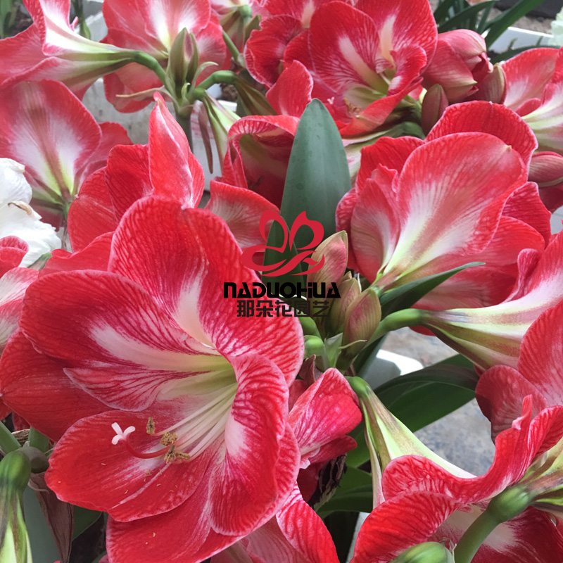 那朵花园艺 荷兰进口洋朱顶红种 dynasty王朝 【预售11月到货】
