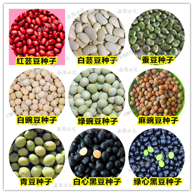 豆类种子豌豆种子白绿麻豌豆黑豆种 青豆种子白红芸豆蚕豆种子