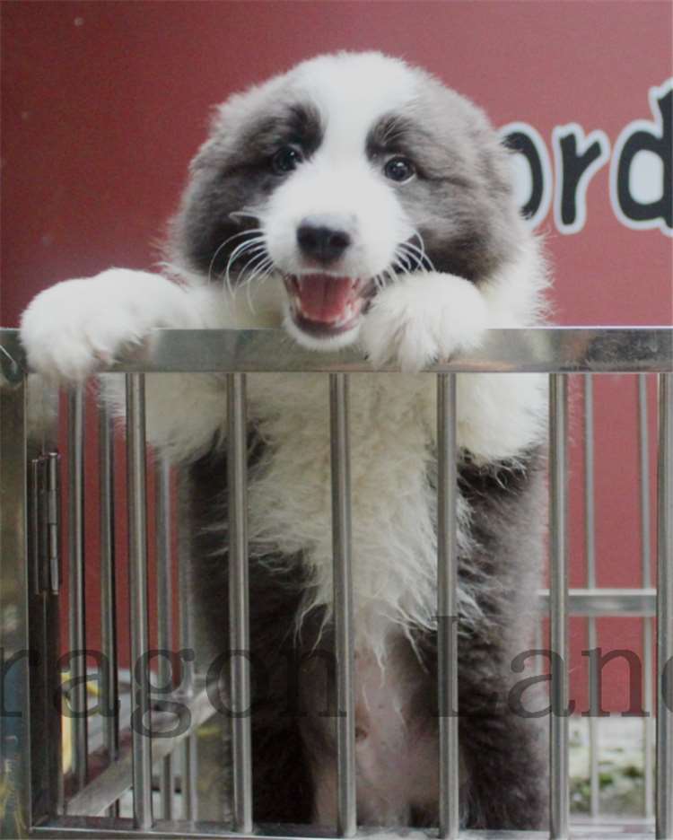 cku认证赛级犬 冠军血统 三个月蓝白边牧 边境牧羊犬幼犬活体出售