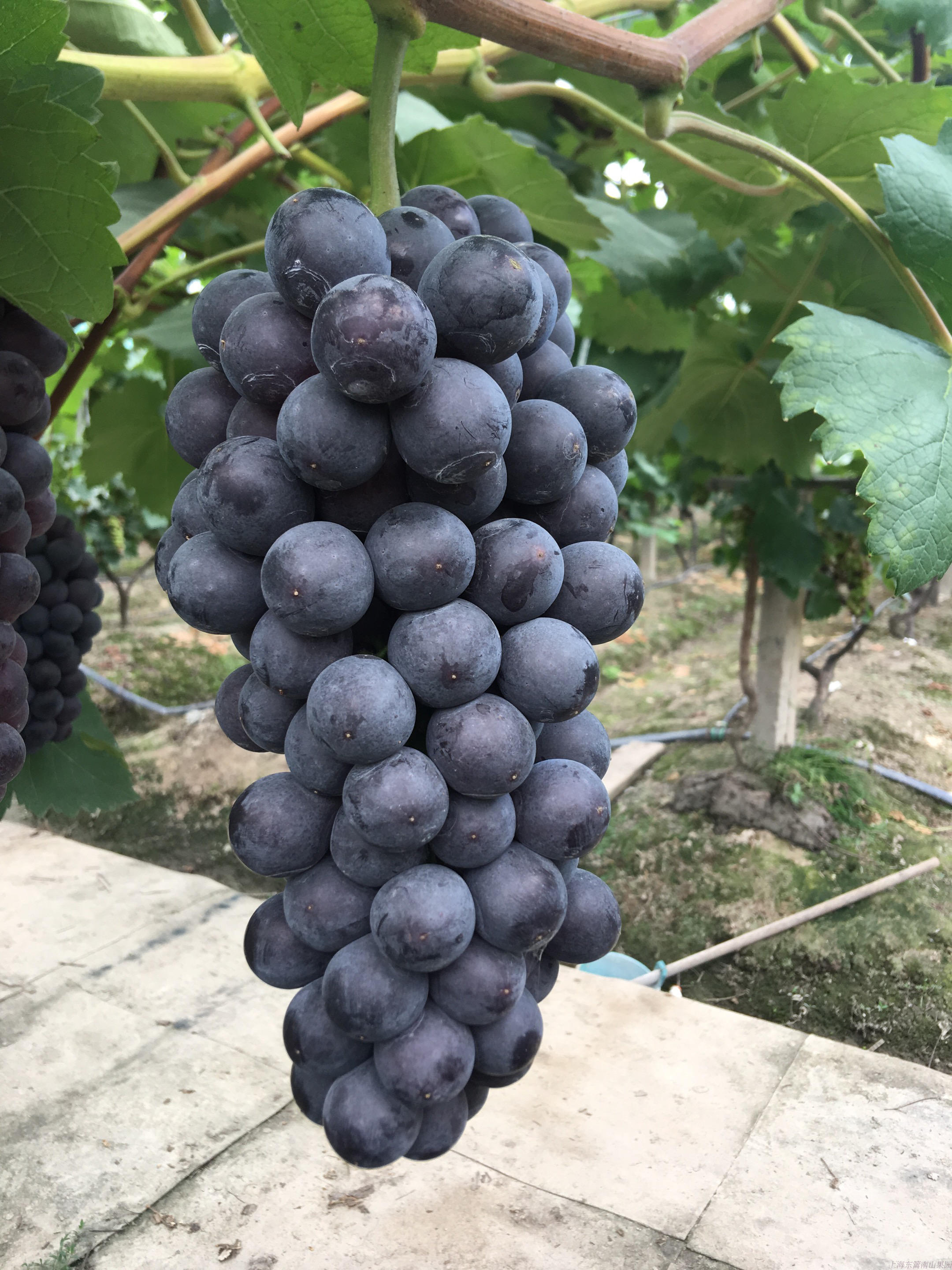 新鲜葡萄水果醉金香奶油葡萄无籽3斤 秒青黑红提子马陆夏黑葡萄
