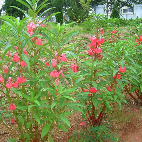 凤仙花 急性子 指甲花 小桃红 透骨草 中草药用植物苗
