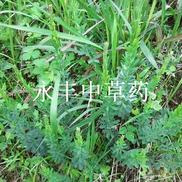 野生关门草 夜关门 铁扫帚 封草 野鸡草 小首蓿 纯根