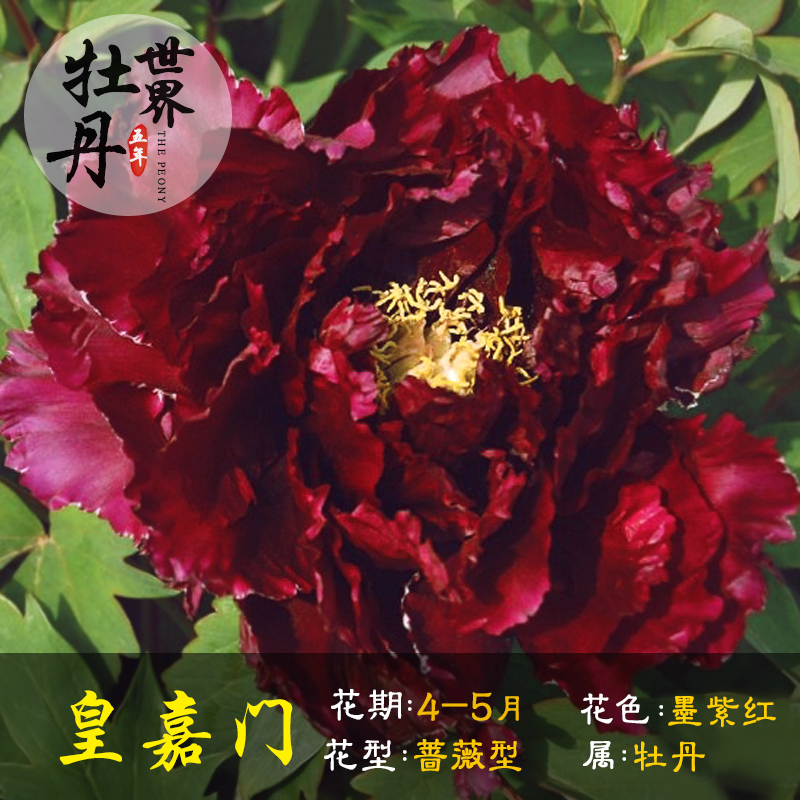 皇嘉门牡丹花苗大苗花卉观花植物室内花盆栽花卉室内阳台庭院种植