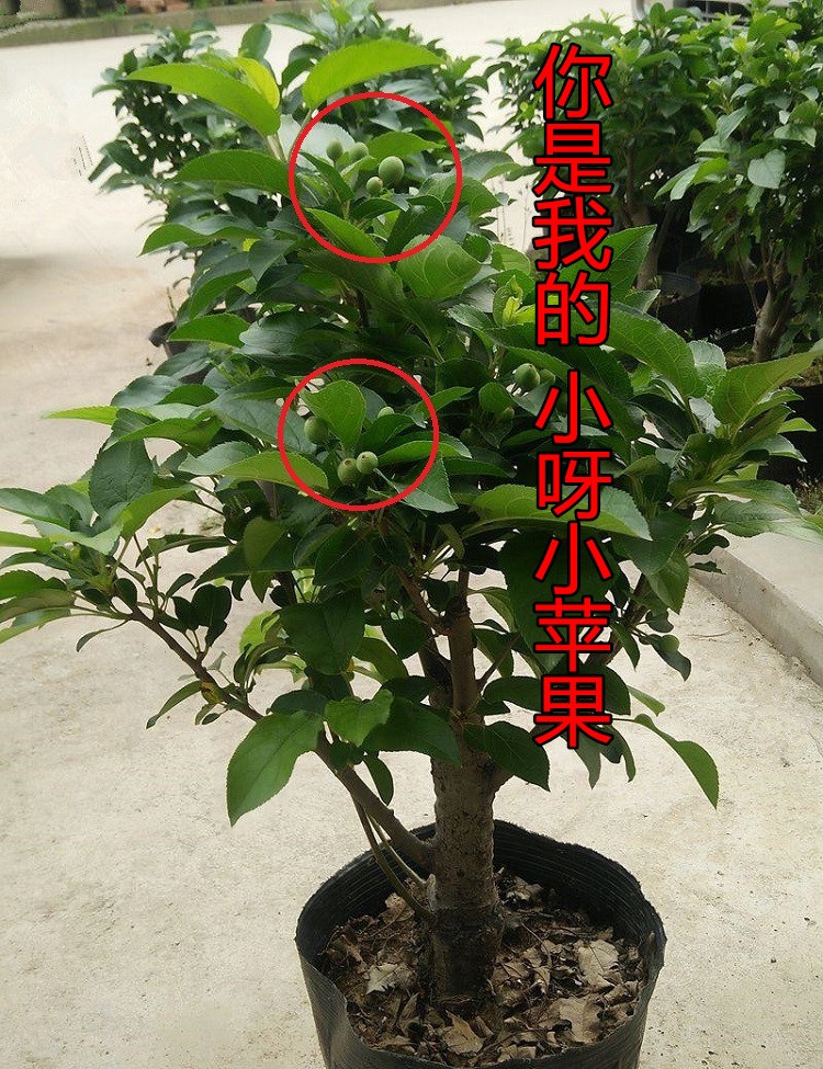 盆栽苹果树苗冬红果盆栽果树苗南方北方种植当年结果苹果树三年苗
