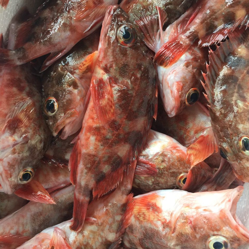 东海野生虎头鱼 石斑鱼海鱼新鲜鲜活海鲜水产 250g/份 2份起拍