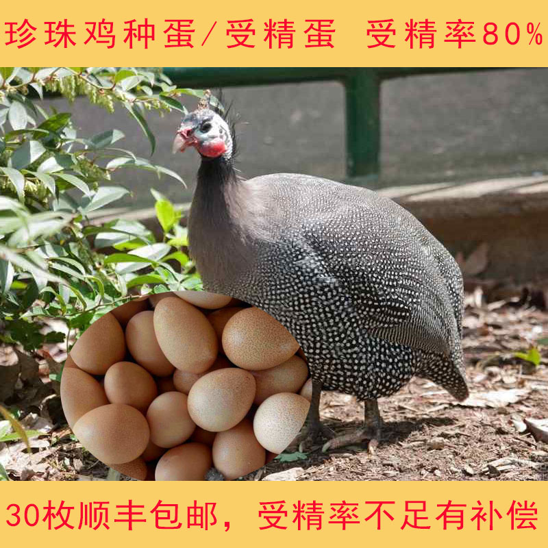 【30枚顺丰包邮】珍珠鸡种蛋受精蛋珍珠鸡蛋种蛋可孵化受精率80%