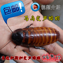 包邮 马达加斯加发声蟑螂巨人马岛发声蟑螂宠物蟑螂成体幼体都有售