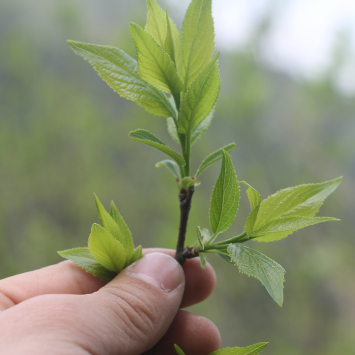 张家界野生杜仲茶 特级杜仲叶茶养生茶非降压仪青钱柳雄花茶肾茶