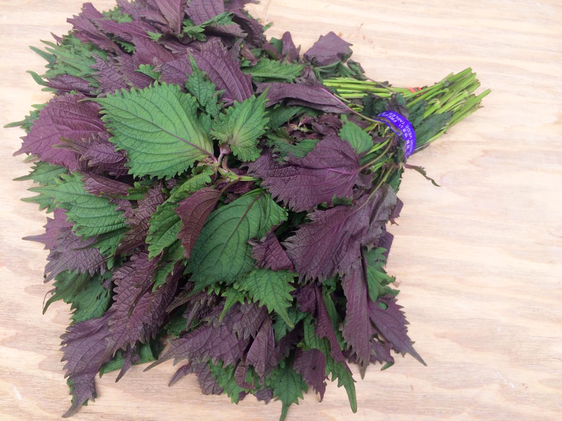 现摘野生新鲜紫苏 苏子叶250g 去腥香料 纯天然紫苏叶