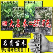 海南黄花梨降香树苗沉香树苗金丝楠木树小叶紫檀苗 名贵绿化苗木