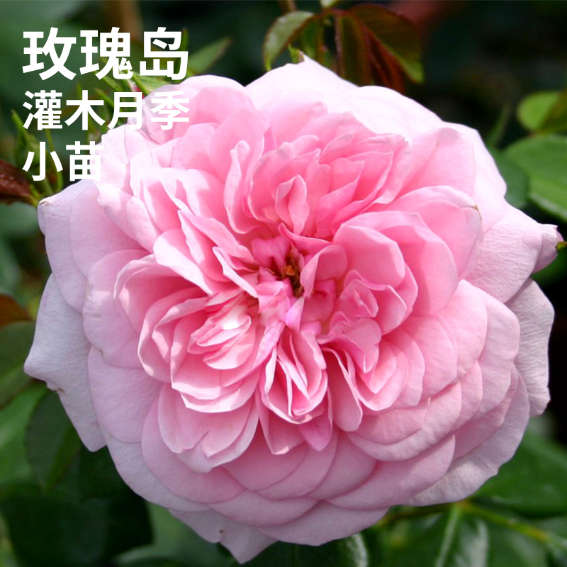 欧洲月季 玫瑰岛(roseninsel)德国丰华月季灌木浓香型