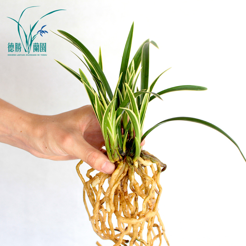 盆栽花卉室内 观花植物客厅庭院绿植四季 浓香矮种金边兰花苗建兰