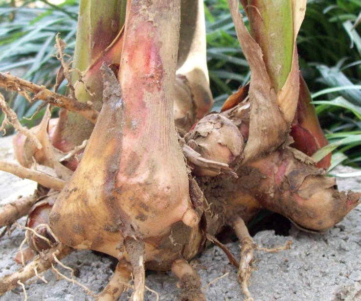 砂仁根1颗 孕妇必备天然有机姜科天然植物类香料煲汤炖肉买送绿植
