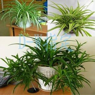 净化空气 吊兰 净化空气花卉*吊兰*除甲醛植物 绿植盆栽 水培土培都