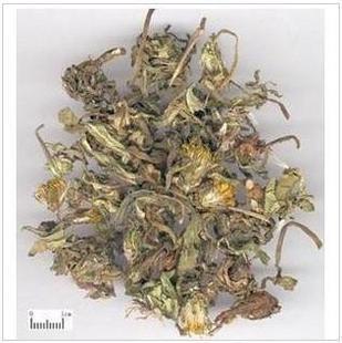 中药材  中草药 蒲公英 婆婆丁  蒲公丁 500克