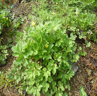 野生草药毛茛毛莨新鲜茴茴蒜生鲜毛莨毛芹菜小毛莨猫爪草神仙草