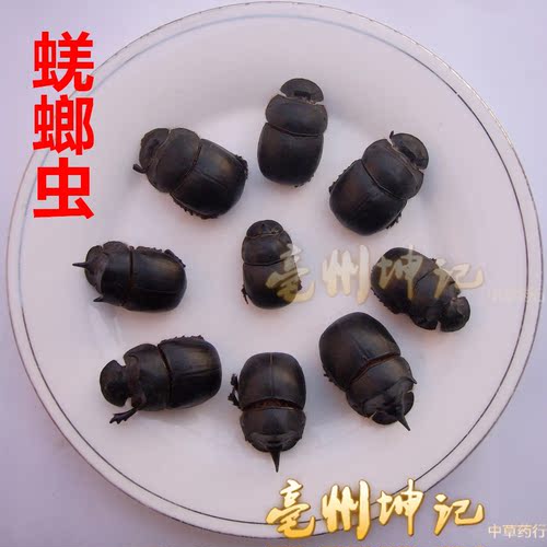 蜣螂虫屎壳郎大将军推车虫丸推车客黑牛儿铁甲将军50克中药材抓药