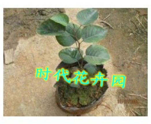 正宗印度大叶紫檀树苗 珍稀名贵黄檀 檀木 檀树 望水檀 不知春