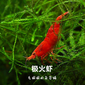 正品[极火虾观赏虾]观赏虾评测 观赏虾繁殖图片