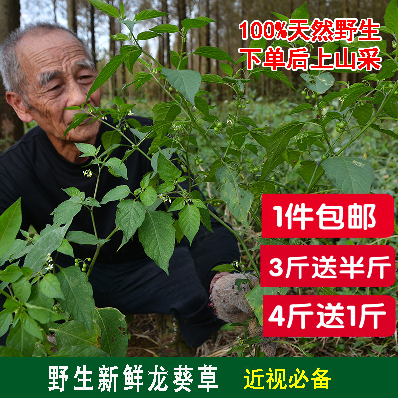 野生新鲜龙葵草 天茄子黑天天苦葵野辣椒黑茄子天茄棵500克包邮