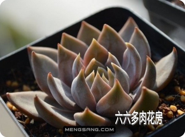 淘宝网六六多肉-种子【吴钩 10粒+ Echeveria 