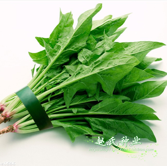 小叶菠菜种子 庭院阳台蔬菜种子 富含维生素铁 极易种植 补血食材