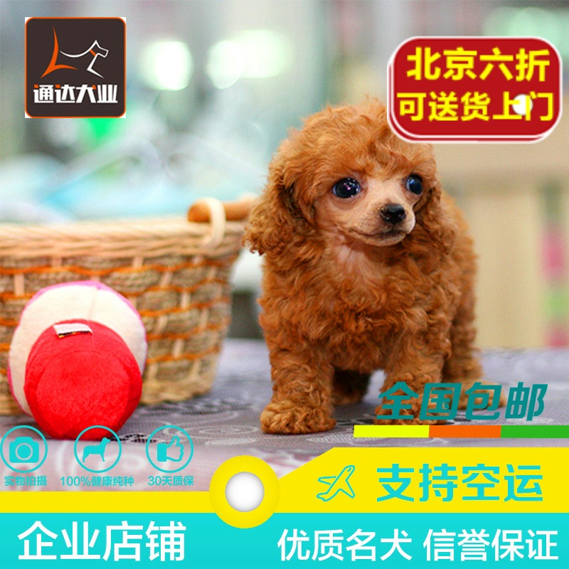 正品[泰迪熊 英文字幕]泰迪熊2英文字幕评测 泰