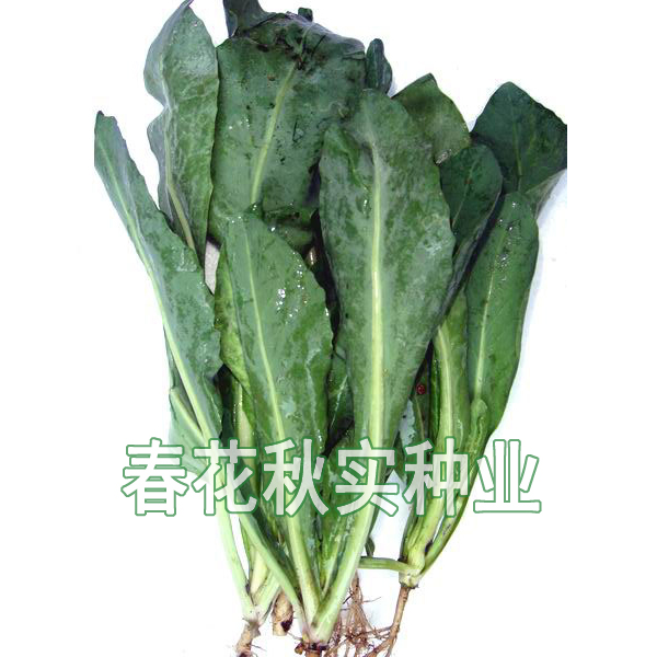 药食野菜种子 板蓝根种子 叶可炒食做汤 根可入药 板蓝根野菜种子