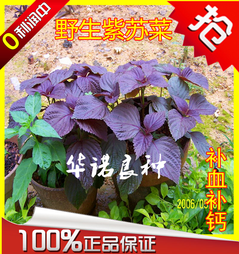 野生翡翠紫苏菜种子四季种阳台盆栽青菜籽 花卉种子保健蔬菜种子
