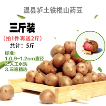 新鲜山药蛋山约豆铁棍山药种子1500g 河南焦作温县垆土铁棍山药豆