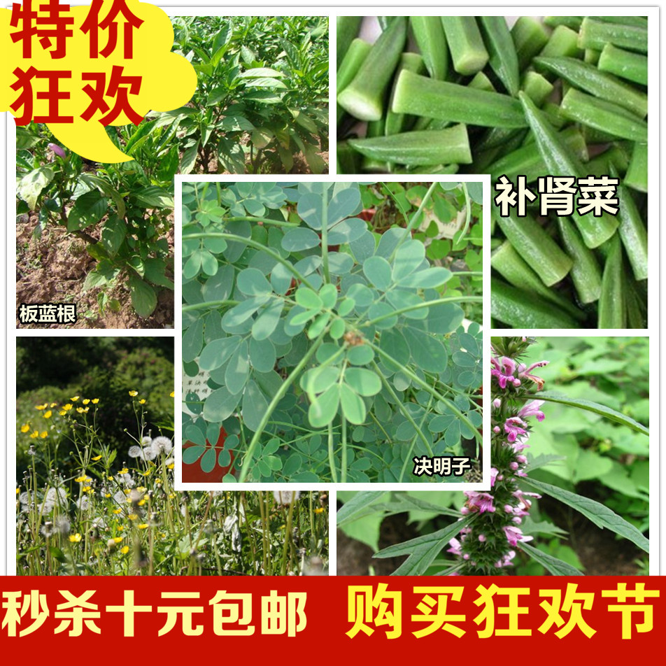 包邮 低价 阳台易种 补肾菜板蓝根蒲公英益母草决明子中草药种子