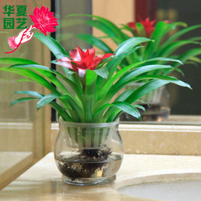 凤梨]空气凤梨怎么养评测 空气凤梨怎么繁殖图