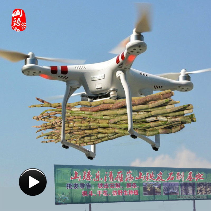 [买1送2]500g铁皮石斛鲜条不带叶铁皮枫斗鲜条乐清雁荡山花苗粉